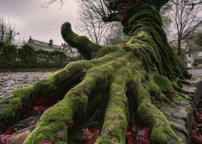 Video Clip of RADCO Dancing with the Trees